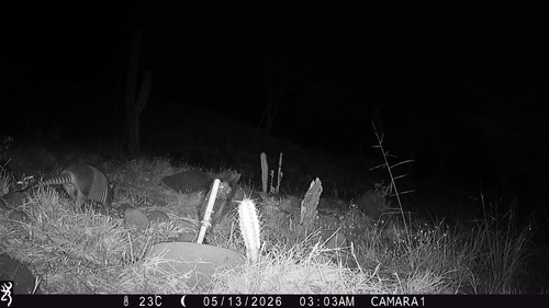 Mexican Long-nosed Armadillo