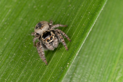 Carrhotus xanthogramma