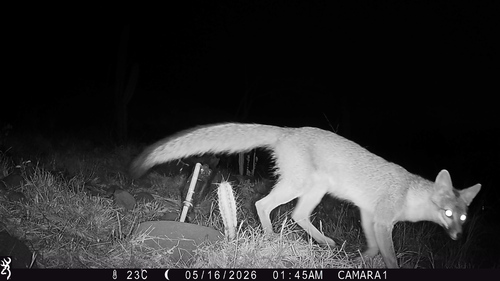 Gray Fox
