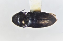 Hypnoidus abbreviatus