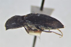 Hypnoidus abbreviatus