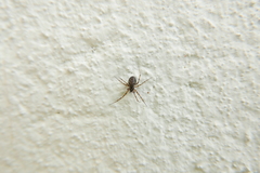 Lepthyphantes