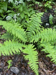 Dryopteris caucasica, photograph (c) Наталья Пикалова, some rights reserved (CC BY)