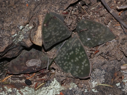 Gasteria vlokii