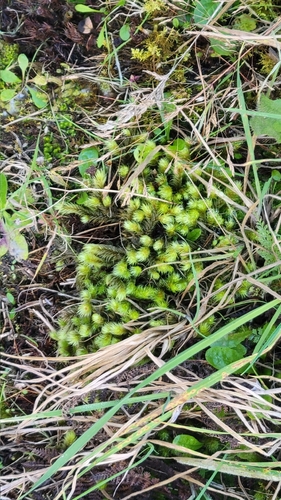 Breutelia elongata observed 2026-05-04