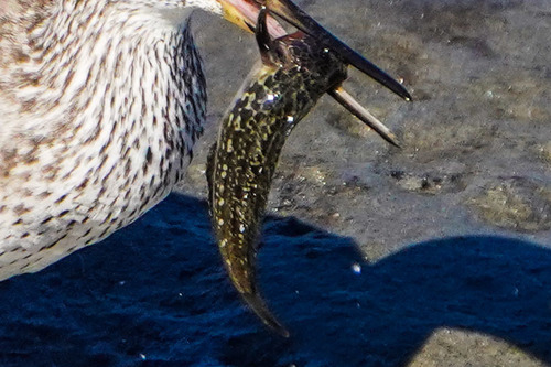 Bay blenny (Hypsoblennius gentilis) — Blenniidae
