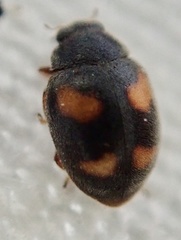 Nephus quadrimaculatus