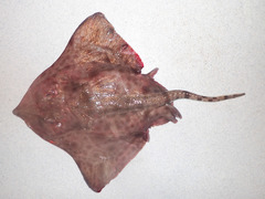 Amblyraja hyperborea