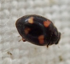 Nephus quadrimaculatus