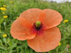 Papaver