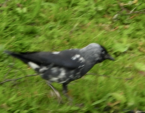 Eurasian Jackdaw