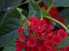 Apis mellifera