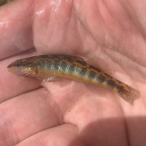Roanoke Darter
