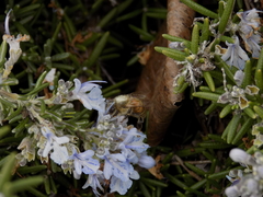 Apis mellifera