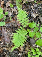 Dryopteris caucasica, photograph (c) Наталья Пикалова, some rights reserved (CC BY)