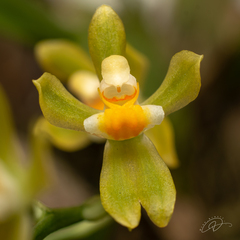 Gomesa planifolia