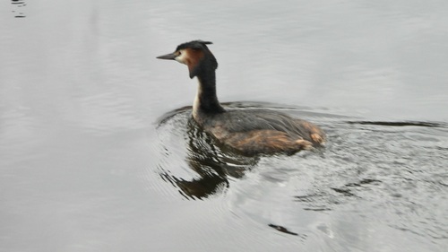 Great Crested Grebe