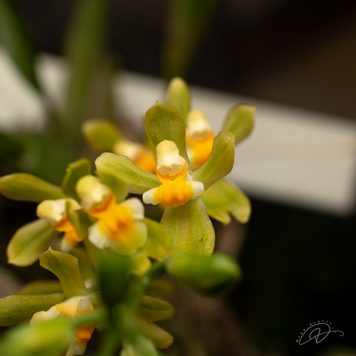 Gomesa planifolia, photograph 1