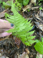 Dryopteris caucasica, photograph (c) Наталья Пикалова, some rights reserved (CC BY)