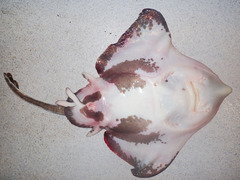 Amblyraja hyperborea