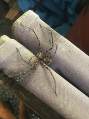 Heteropoda binnaburra