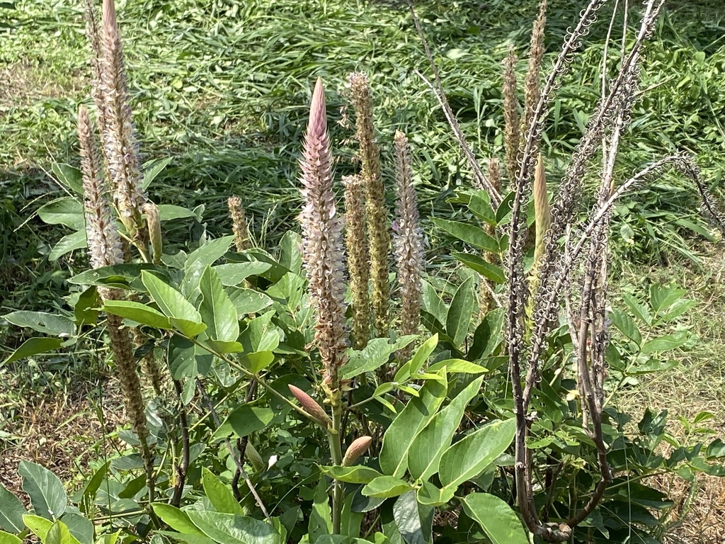 Bôn bôn – Uraria crinita