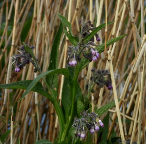 common comfrey