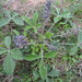 Buried Indian-Breadroot - Photo (c) Kathy McAleese, some rights reserved (CC BY-NC-ND), uploaded by Kathy McAleese