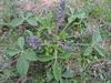 Buried Indian-Breadroot - Photo (c) Kathy McAleese, some rights reserved (CC BY-NC-ND), uploaded by Kathy McAleese