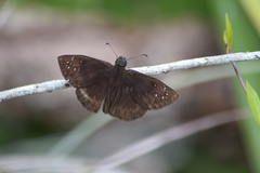 Ephyriades brunnea