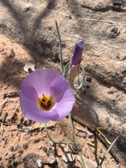 Calochortus flexuosus, photograph (c) Lauren Vanier, some rights reserved (CC BY)