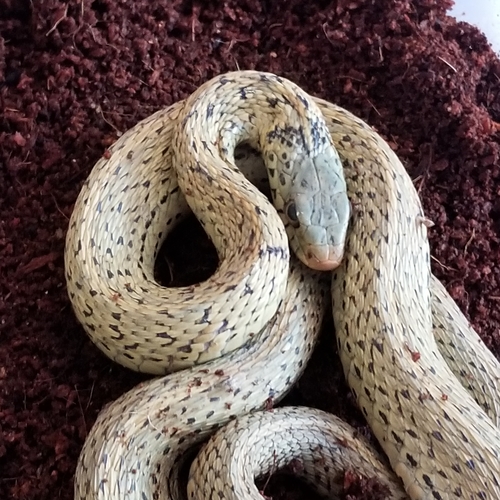 Eastern Garter Snake photographed in Maryland