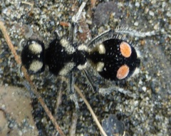 Hoplomutilla