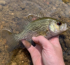 Ambloplites cavifrons