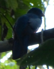 Trogon curucui