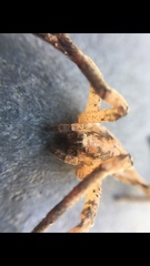 Zoropsis spinimana
