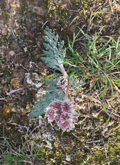 Vesper purpurascens