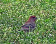 Haemorhous mexicanus