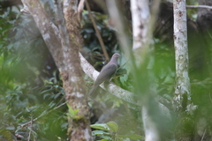 Patagioenas plumbea