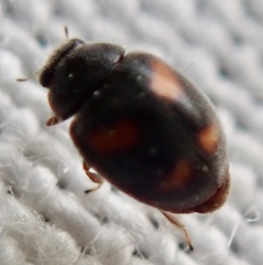 Nephus quadrimaculatus