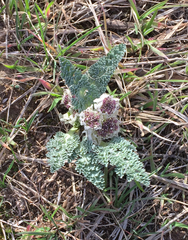 Vesper purpurascens