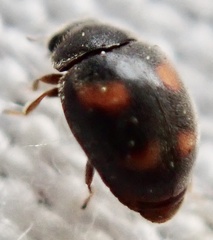 Nephus quadrimaculatus