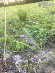 Asclepias lanceolata