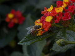 Apis mellifera