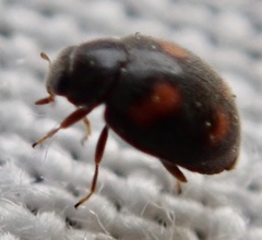 Nephus quadrimaculatus