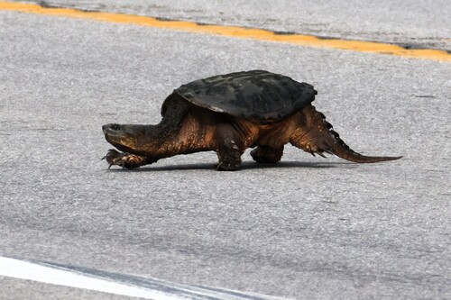 Common Snapping Turtle