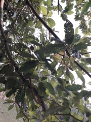 Magnoliopsida