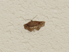 Throana pectinifer