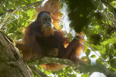 Tapanuli Orangutan photo 2