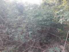 Magnoliopsida